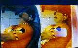 The neck extends and the head rotates